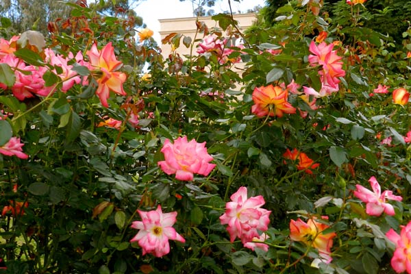 Roses orchid visit